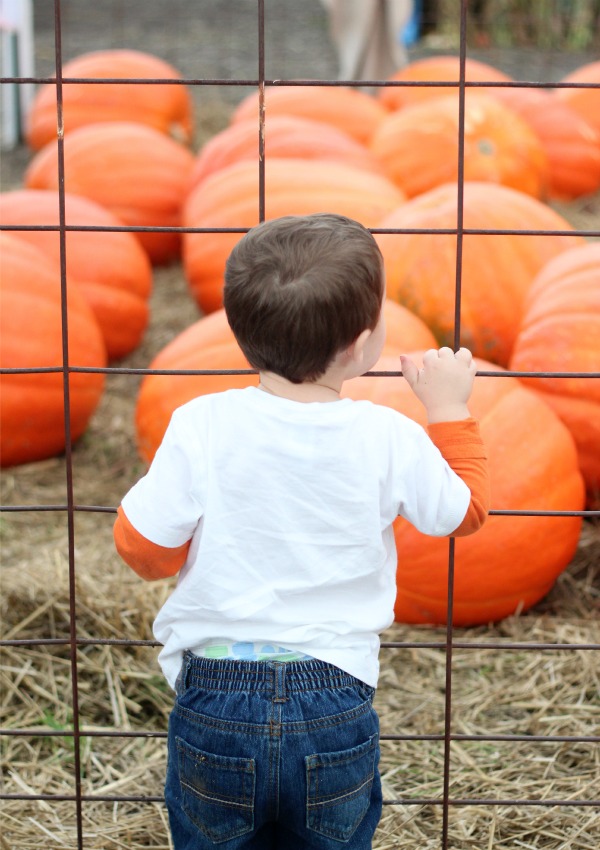 Eyeing the giant 100-pound, $70 pumpkins. Toddlers have expensive taste.