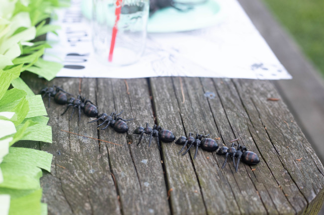 Bug Birthday Party, Creepy Crawly Insect Party