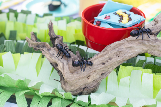 Bug Birthday Party, Creepy Crawly Insect Party